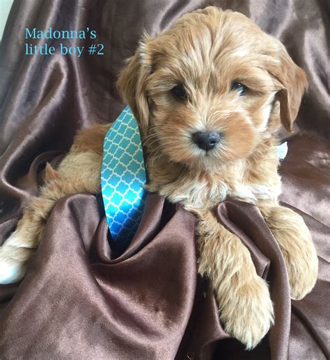Harley was a puppy mill disaster. Mini Goldendoodle Puppies for Adoption | San Diego ...