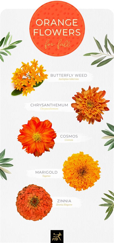 20 Types Of Orange Flowers In 2020 Types Of Oranges