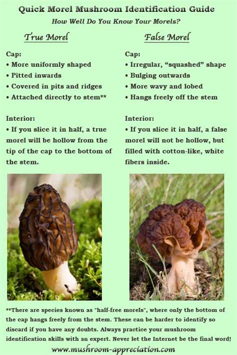 Pictures Of Morels An Aid For Mushroom Hunting