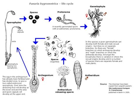 Life Cycle Funaria 1159×800 Pixels Mosses Lichens Liverworts