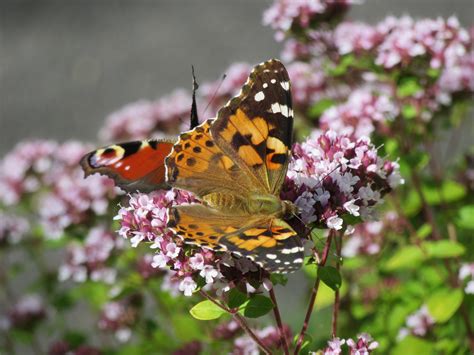 Images Gratuites La Nature Fleur Plante Pétale Méditerranéen