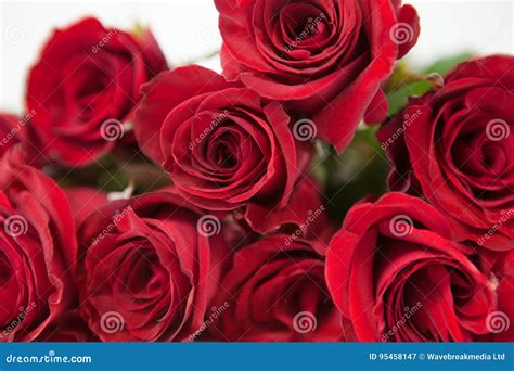 Bunch Of Red Roses Stock Image Image Of White Celebrate 95458147