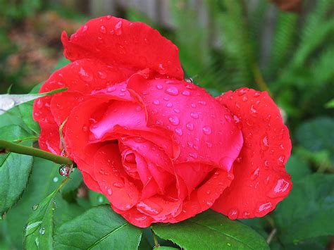 Flowers Of The Blue Planet Blooming Beauties