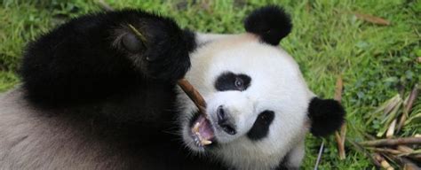 Die Panda Bären Stellen Sich Der Hauptstadt Vor Alles über