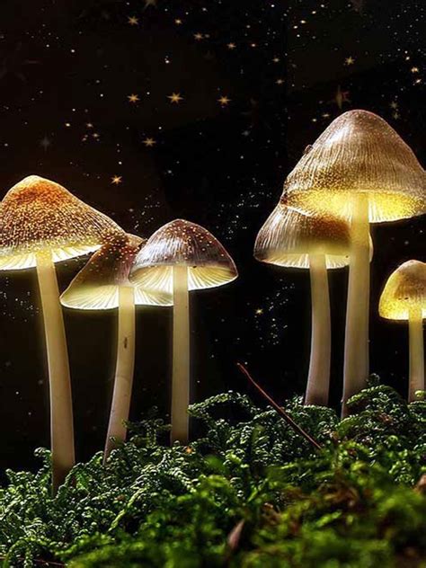 How Magic Mushrooms Treat Depression