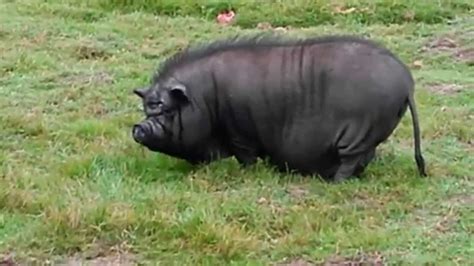 The Ugliest Fattest Black Pig Ever Youtube