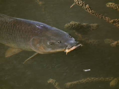 Historically, the cahaba was home to 48 different native freshwater mussel. Common Carp, 140911,... 044 f | Freshwater Fish. Britain ...