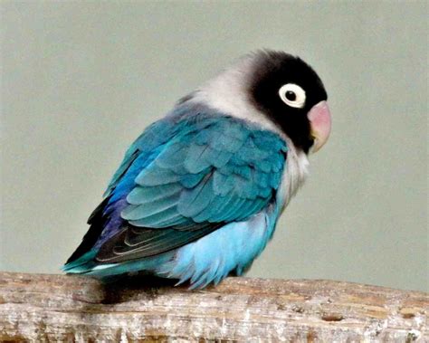 Blue Masked Love Bird Pet Birds African Lovebirds Cute Birds