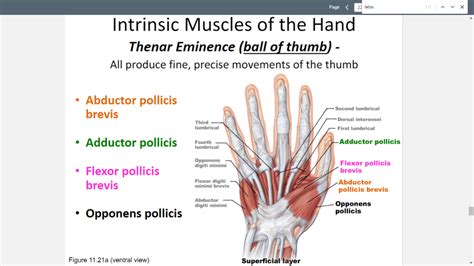 Intrinsic Muscles Of The Hand Thenar Eminence Diagram Quizlet