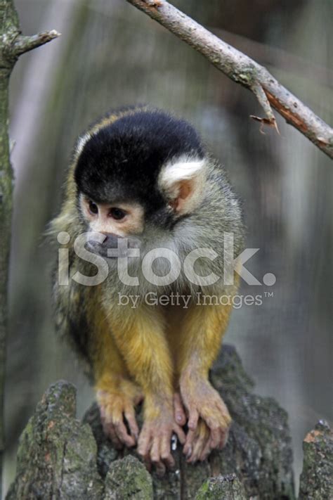 Central American Squirrel Monkey Stock Photo Royalty Free Freeimages