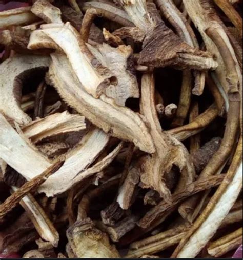 Gentian Root Gentiana Lutea Whole Gentian Yellow Root Dried Etsy