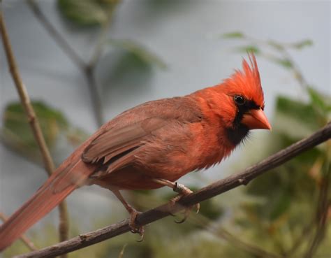 Zootografiando 6096 Animals Cardenal Rojo Northern Cardinal