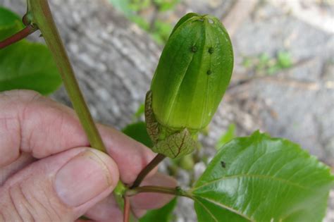 Hundreds of varieties of vines, shrubs and bulbs add beauty and color to the allium: Tropical Biodiversity - Santarém - Pará - Brasil: Passion ...