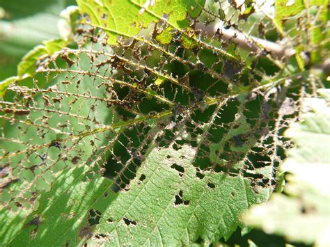 How To Control The Japanese Beetle