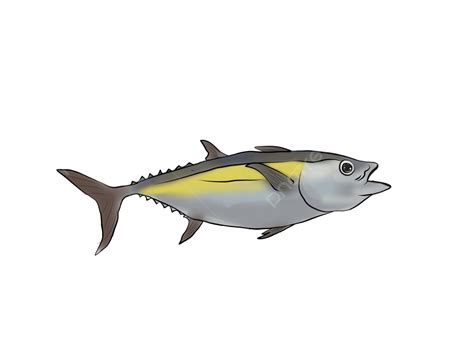 Fish Illustration Tuna Fish Tuna Tuna Fish Png And Vector With