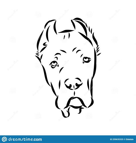 Dog Cane Corso Italiano Vector Isolated Illustration In Black Color On