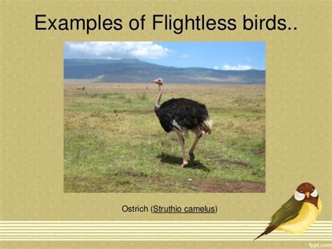 Flightless Birds And Migration Of Birds