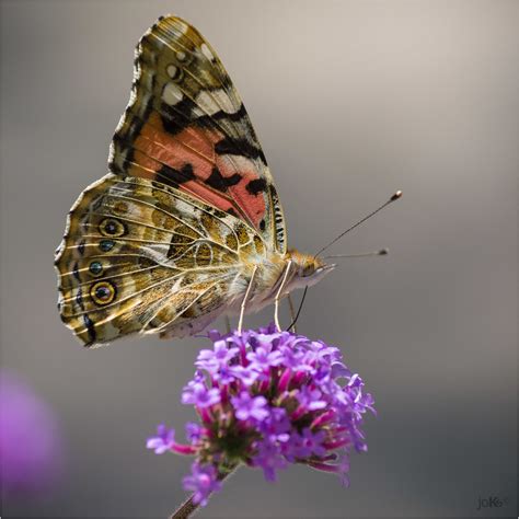 Distelfalter Foto And Bild Tiere Wildlife Schmetterlinge Bilder Auf