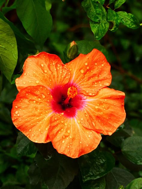 Fotos Gratis Naturaleza Flor Hoja Pétalo Florecer Naranja Color