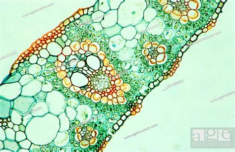 Zea Mays Leaf Poaceae Vascular Tissue Xylem Phloem Vascular Bundle