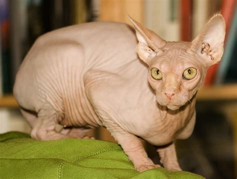 Bald Cat 2 Cat With No Fur Pete Hunt Flickr