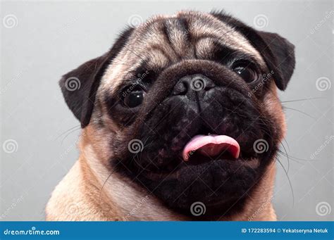 Portrait Of Beautiful Female Pug Puppy Dog With Protruding Tongue Stock