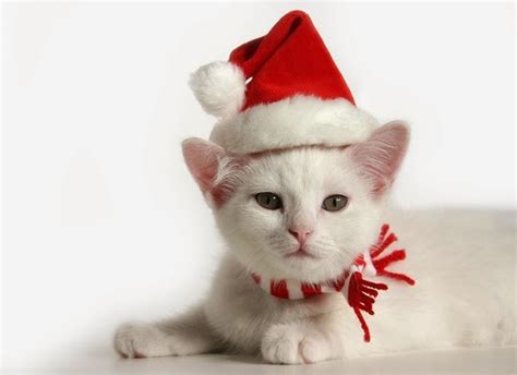 Funny Pictures Funny Christmas Cat Pictures In Worlds