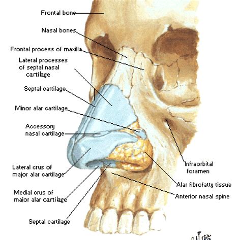 Nose Cartilage Form And Structure Art Anatomy Artreference