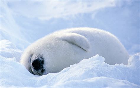 Snow Seals Fluffy Sleeping Furry Baby Animals 1920x1200