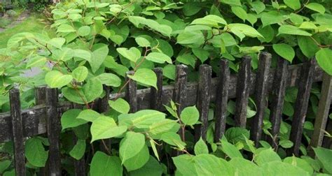 How To Get Rid Of Japanese Knotweed Step By Step Guide