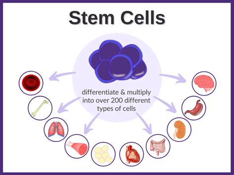 How Stem Cell Therapy Targets Painful Joints The Functional Medicine Md