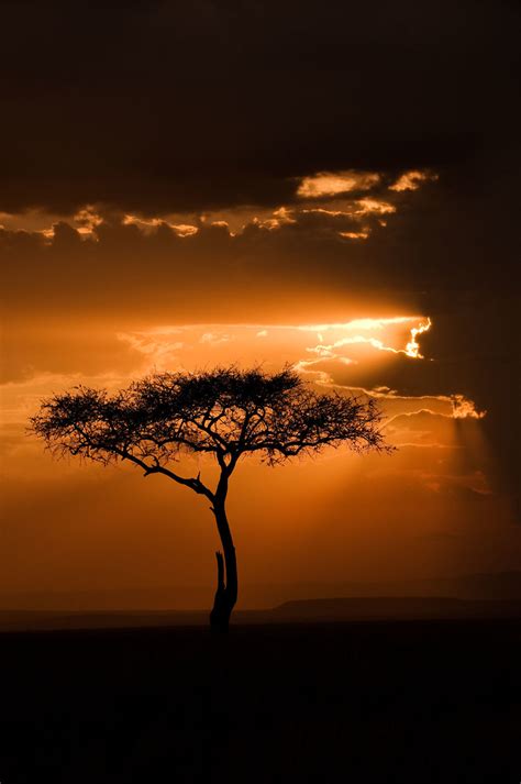 Kenya Masai Mara Sunsets 3 Sunset And Acacia Tree In T Flickr
