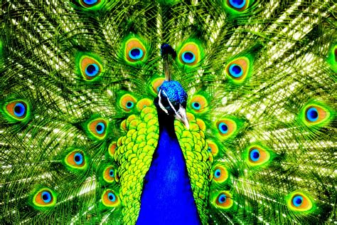 Stunning Peacock Colorful Photo Hd Wallpaper Desktop Background