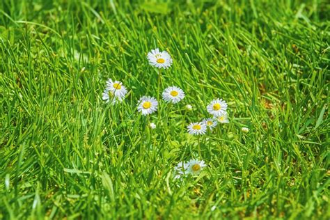 Camomile Flowers In Grass Stock Image Colourbox
