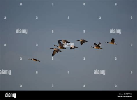 Geese Flying The Sky Stock Photo Alamy