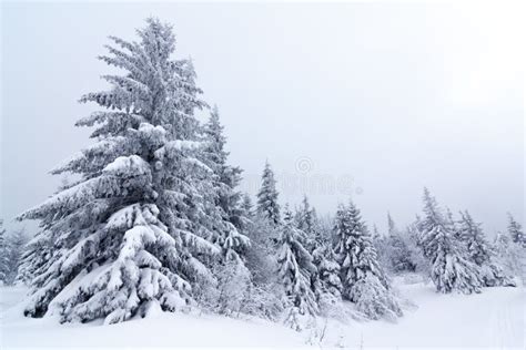 Spruce Tree Forest Covered By Snow In Winter Landscape Stock Photo
