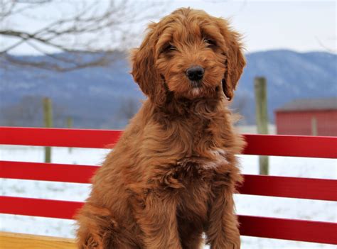 Maybe you would like to learn more about one of these? Labradoodle Goldendoodle Puppies For Sale Near Me