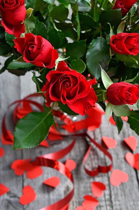 Romantic Love Rose Flowers Photos Best Flower Site