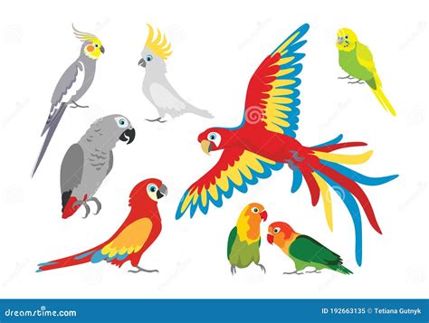 Set Of Vector Cartoon Colorful Parrots In Different Poses Stock Vector