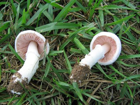 Edible Agaricus Help Mushroom Hunting And Identification