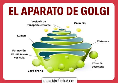 Complejo De Golgi