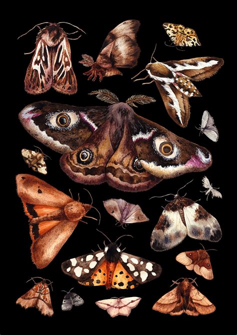 British Moths Giclée Print Moths Art Moths Chart Room Etsy Moth Art