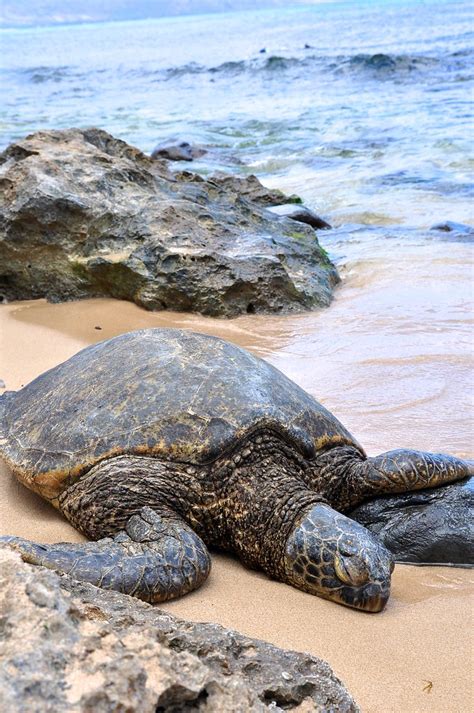 Laniakea Beach Turtles Banzai Hiroaki Flickr