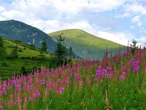 Flowers On Mountainside Against Mountains And Sky Background Stock