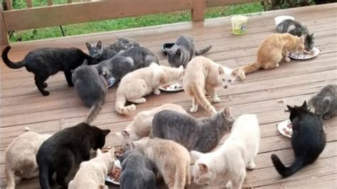 Woman Overrun With Dozens Of Feral Cats Now Pleading For Help Pix11