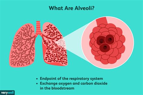 Comparison Model Between Smoking Alveoli And Healthy Alveoli In Human