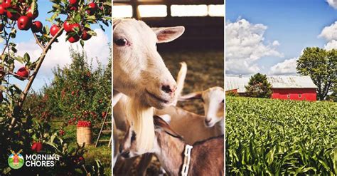 14 Important Ideas About What Every Homestead Needs and Must Implement