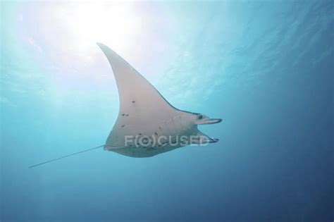 Manta Ray Swimming In Blue Water — Underwater Sunshine Stock Photo