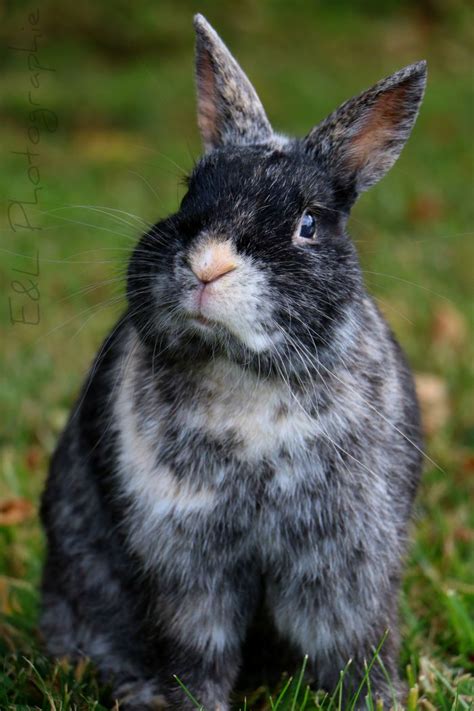 Pets Photos Yummypets Pets Cute Animals Rabbit