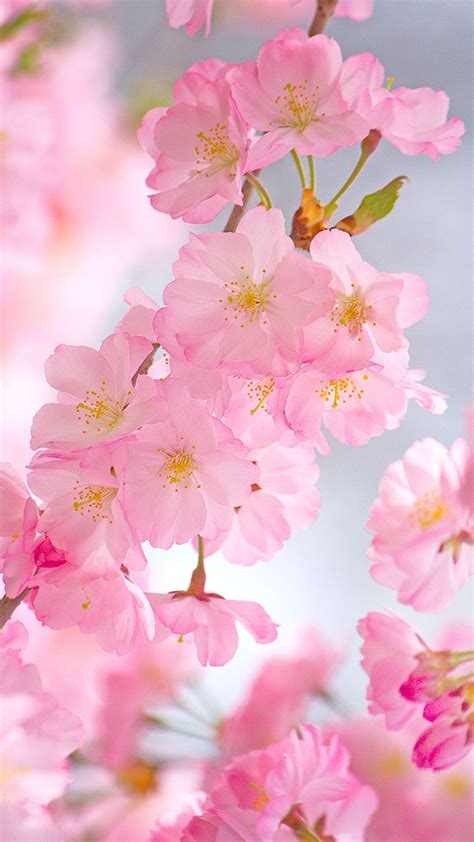 Cherry Blossom Android Wallpapers Wallpaper Cave